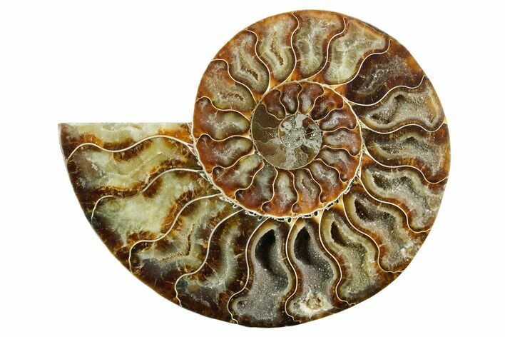 Cut & Polished Ammonite Fossil (Half) - Madagascar #347535